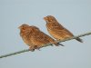 Corn Bunting at Fleet Head (Steve Arlow) (91090 bytes)